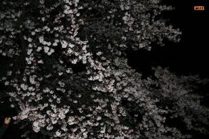 犀川/夜桜1