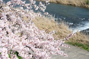 犀川。桜